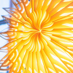 sunrise close up